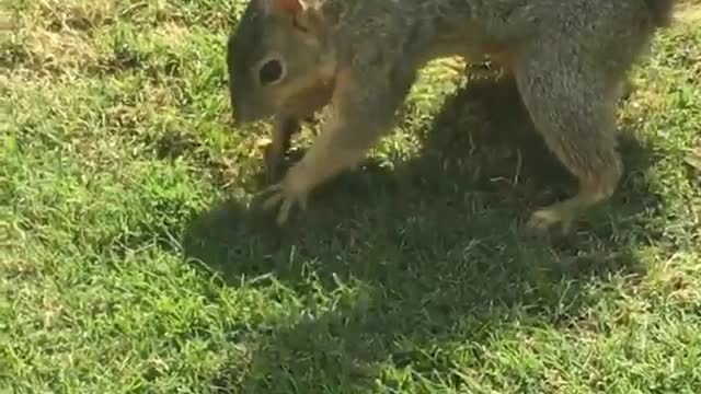 Squirrel hiding nuts in grass