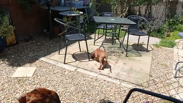 Old Dog Patiently Shows New Pup Around Her New Home