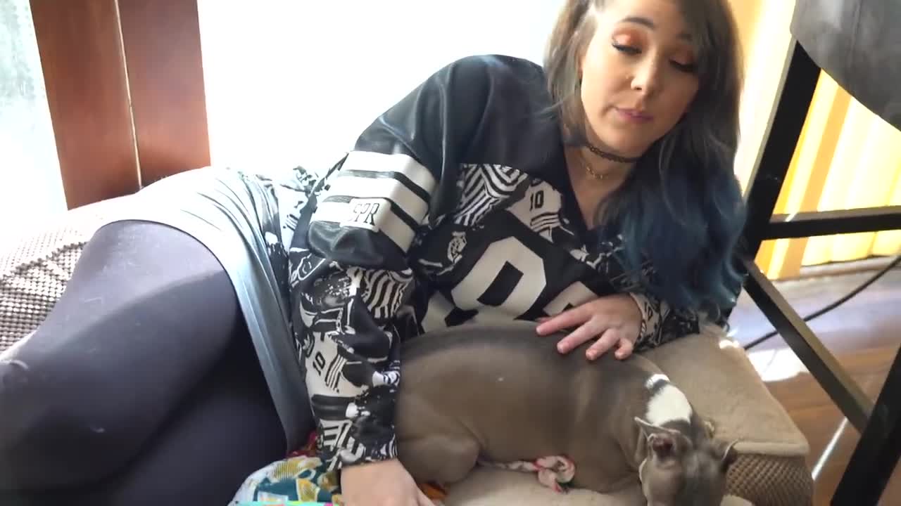 My dogs Meet a cat in my home amazing