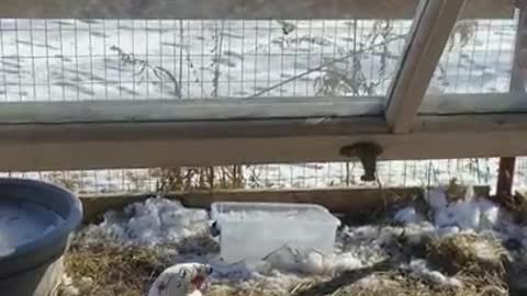 Amanda Grace Talks her Noahs Ark Animal Relief Fund-Fishkill Jake The Moscovy Duck