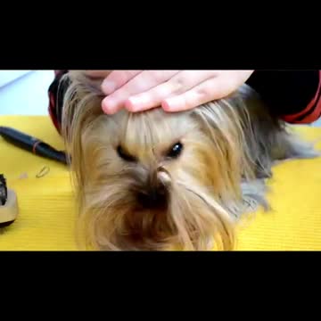 My Husky REFUSES To Take A Bath! (SHE ARGUES!)