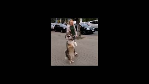 Dancing Dog