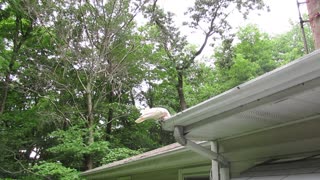 Cockatoo Cleans the Gutter