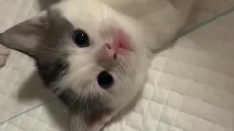 Shorts funny kitten videos complition13