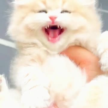 Fanny cat videos | cat videos | kittycat video |