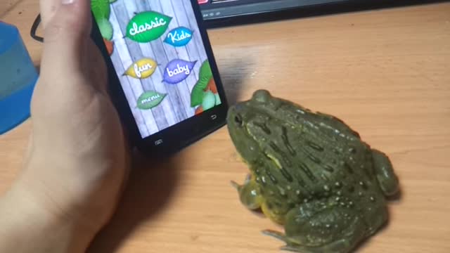 African Bull Frog Playing Ant Crusher On Mobile Phone