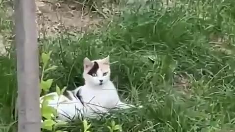 Funny and cute cat's video /# short video pat-2 #funny