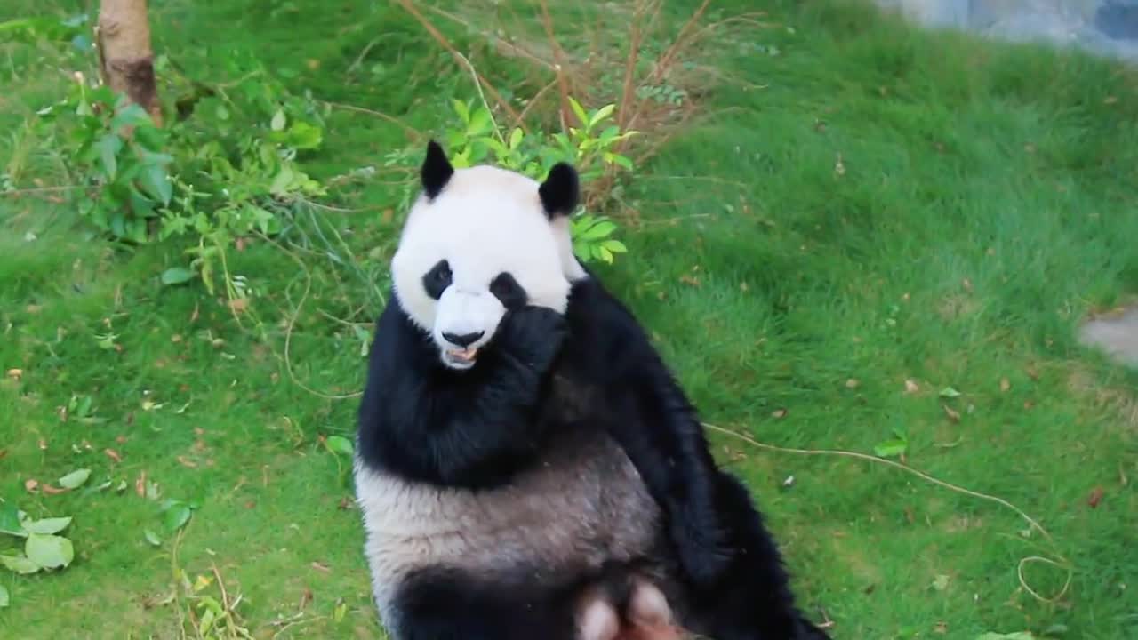 panda