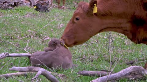 The love between mother and son is many times greater than others