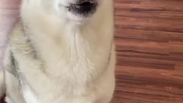 5 Reasons Why Huskies Are The WEIRDEST DOG BREED! #shorts