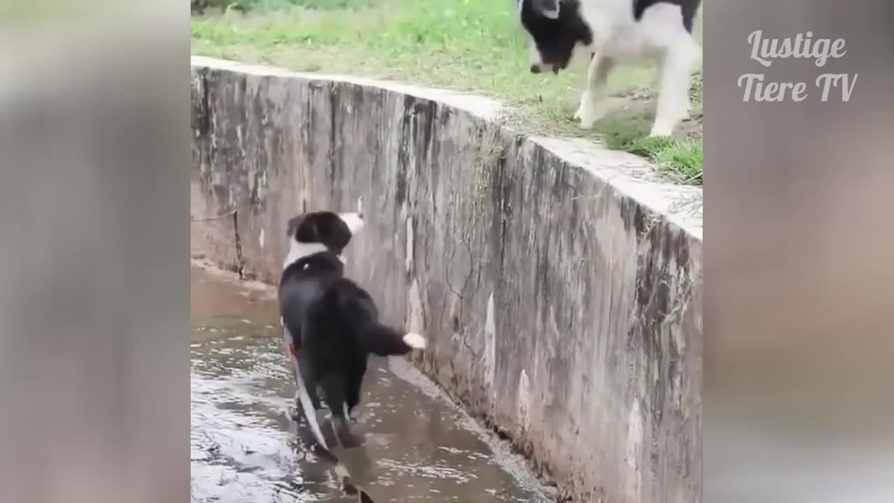 OMG Super Cute ❤️ Viral! Cute animals