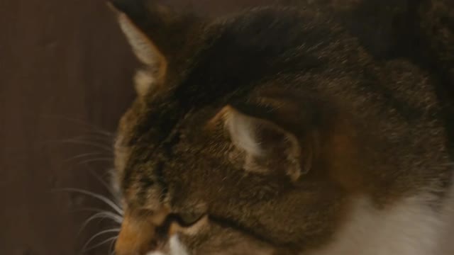 cute animals | cute cats | cute pappy |cute dogs | cute birds|cute pets # shorts