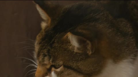 cute animals | cute cats | cute pappy |cute dogs | cute birds|cute pets # shorts