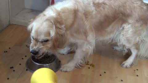 Angry dog eating