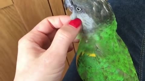 Smart And Funny Parrots Parrot Talking Videos Compilation 2 Super Dogsp12