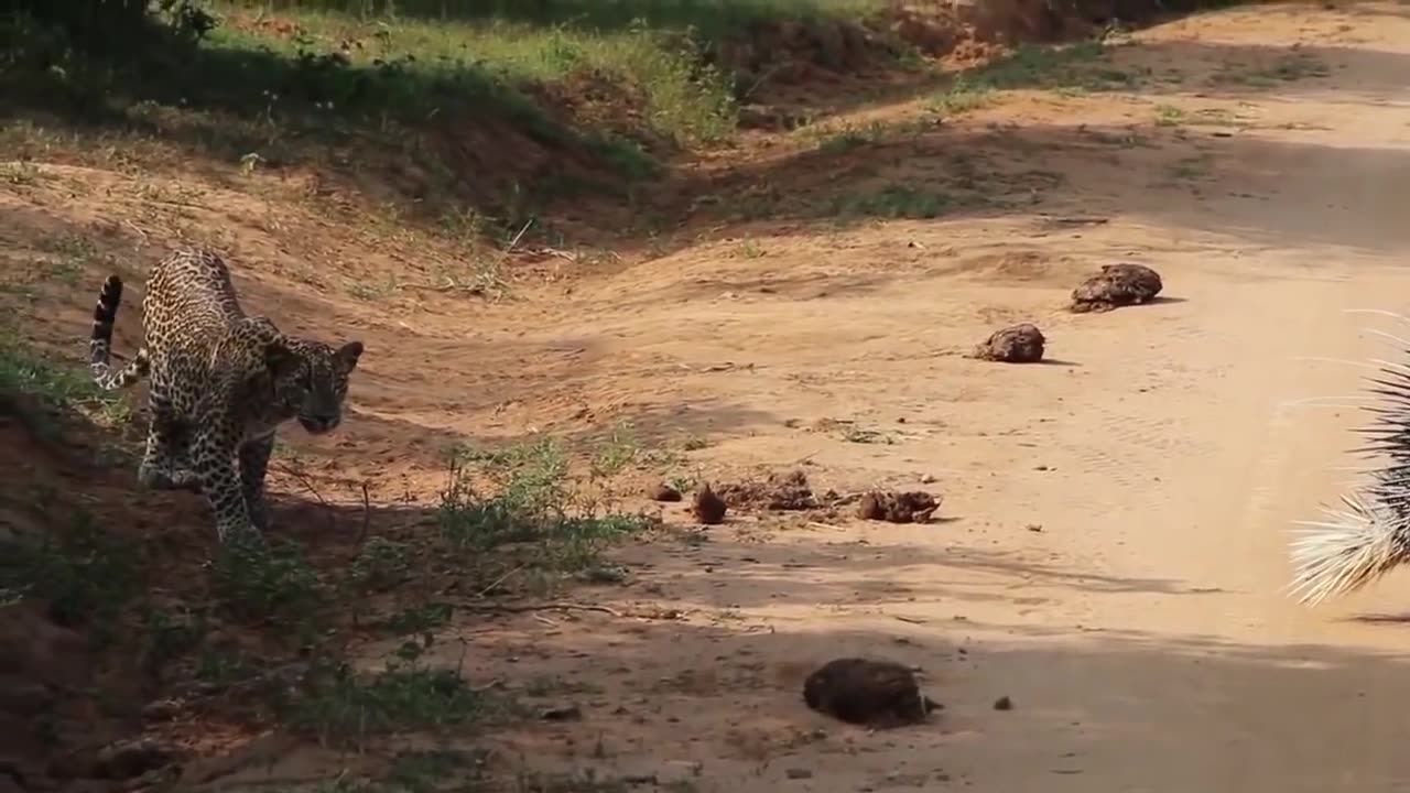 Porcupine too denger ! lion,leopard and python risked theri lives when hunting