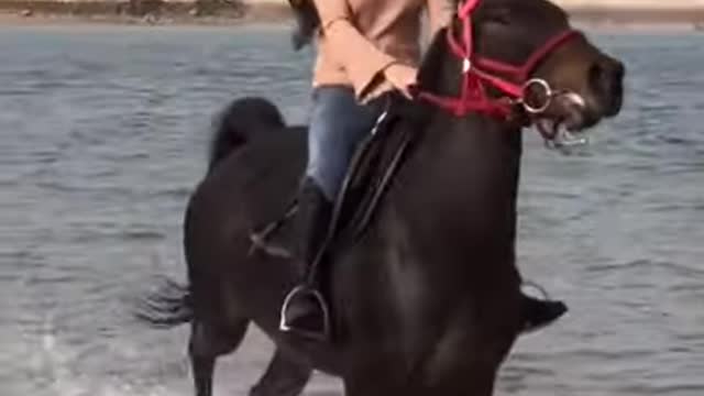 #HORSE SO CUTE! CUTE AND FUNNY HORSE VIDEOS COMPILATION CUTE MOMRNT_4