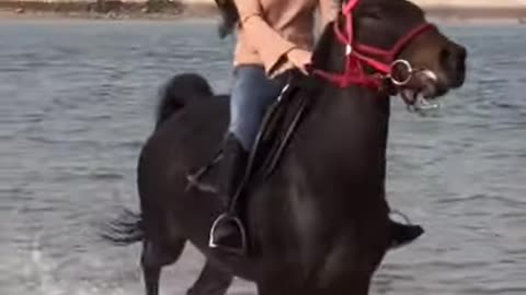 #HORSE SO CUTE! CUTE AND FUNNY HORSE VIDEOS COMPILATION CUTE MOMRNT_4