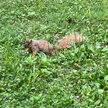 GOOD GOD! Mink's in Indiana are MEAN! Part 1