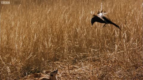 Drongo Bird Tricks Meerkats | Africa | BBC Earth