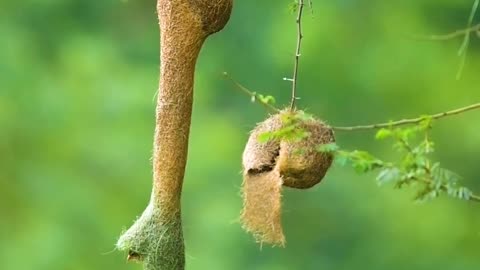 Beautiful bird nest🕊️