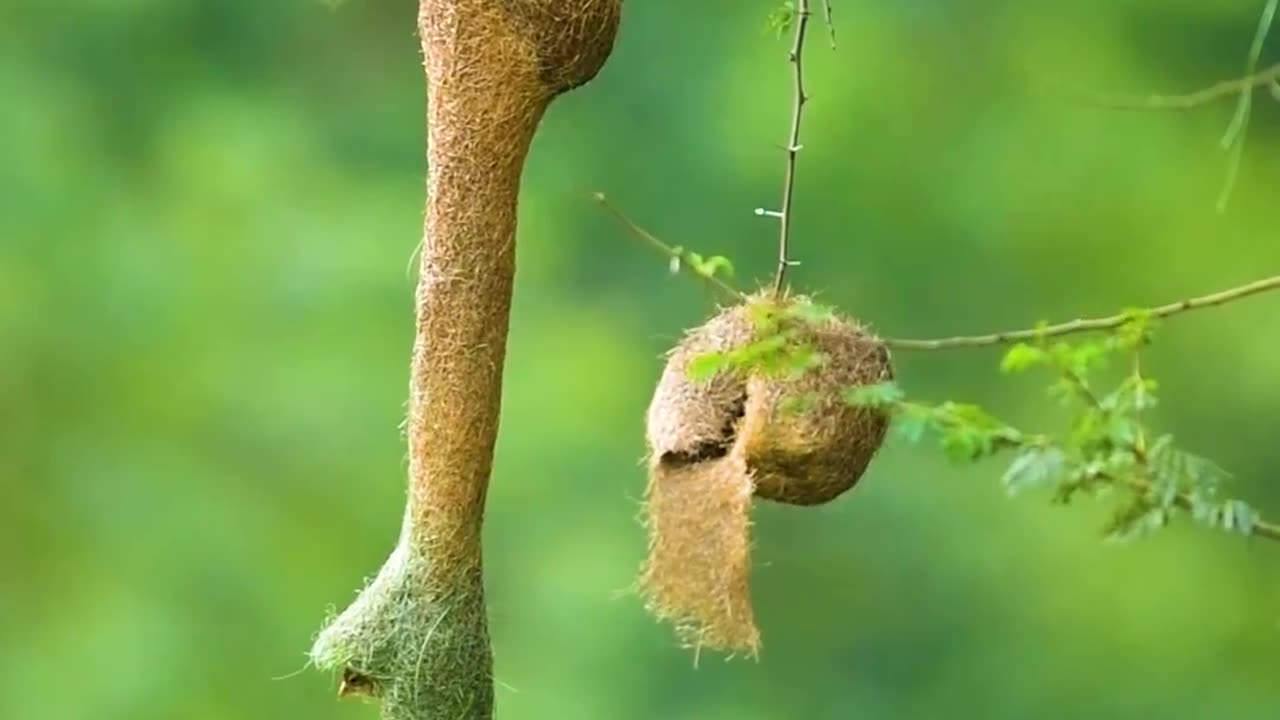 Beautiful bird nest🕊️