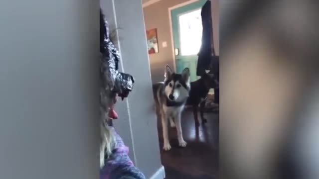 Funny Husky🤣😂