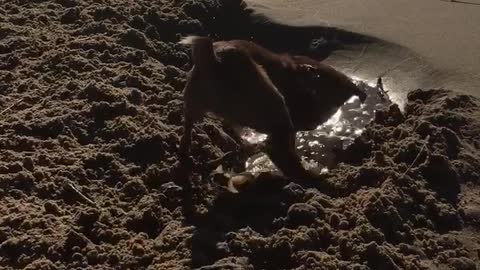 Brown dog digging hole in beach