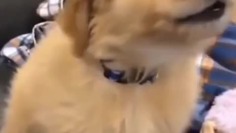 Puppy reacting to police siren