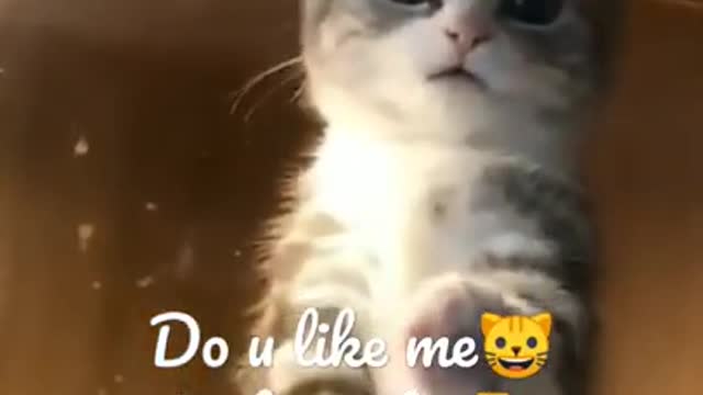 OMG These Cats Are So Cute And Beautiful | Viral Cat