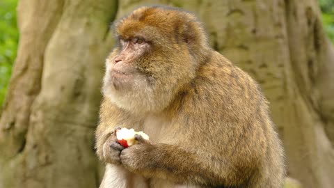 Watched the monkey macaque papyrus eating apples