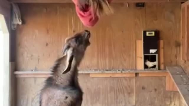 Funny animal video - funny videos