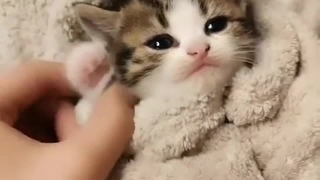 Funny Baby Cats - Cute and Aww Cat Videos Compilation -Cute Animals