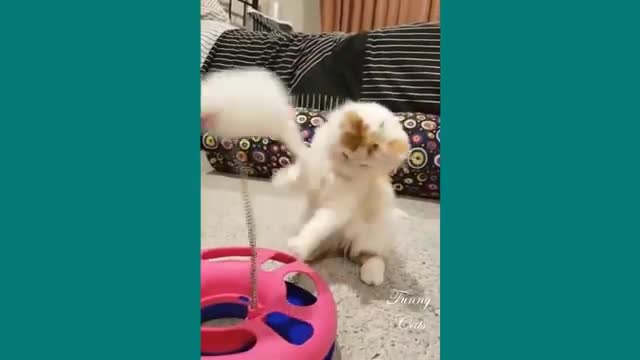 Funny Cats ✪ Cute and Baby Cats videos cat's