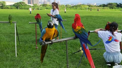 a colorful birds perched on metal pole