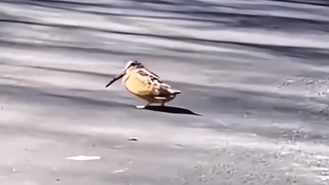 I see a bird with a sharp mouth. It's in the dance