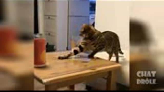 funny cat video