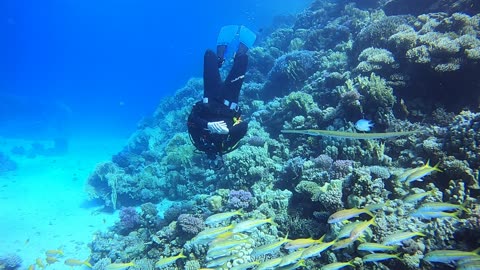 Red Sea SCUBA Cornetfish & Vincent