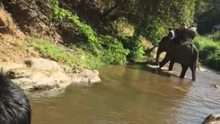 Ride elephant in Chiang Mai