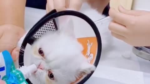 Cats minouch