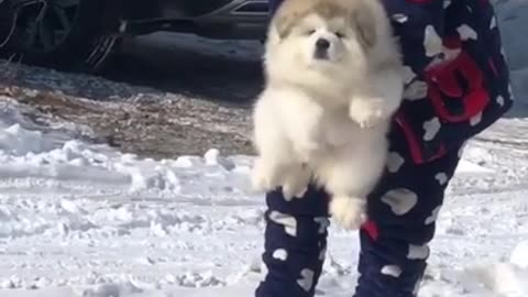 funny dog