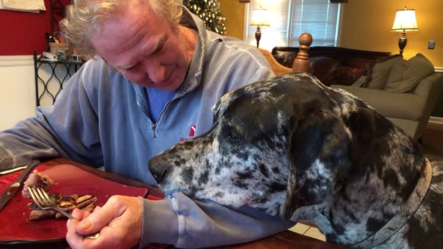 Great Dane anxious to lick syrup of owner's plate
