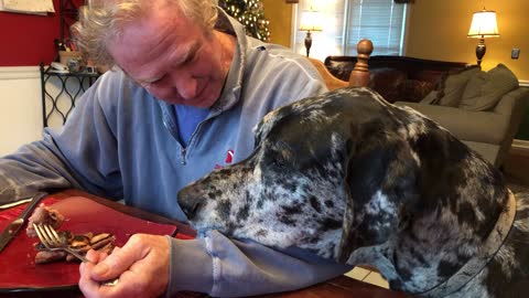 Great Dane anxious to lick syrup of owner's plate
