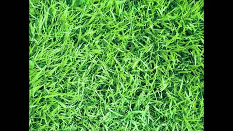 Daniel Garden Maintenance - (408) 608-0780