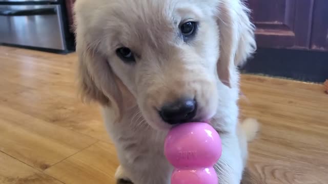 Golden Retriever puppy enjoys a Kong pacifier