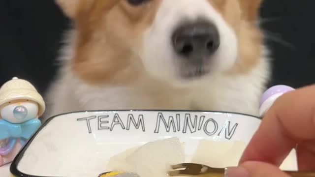 Small corgi animal cute moment scientific pet strategy