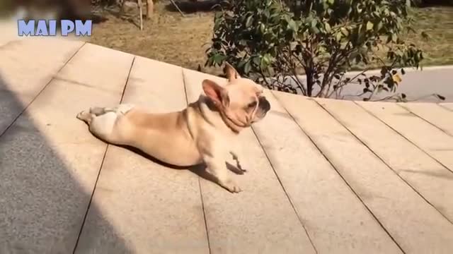 Funny Dog Videos 2020🐶 It's time to LAUGH with Dog's life