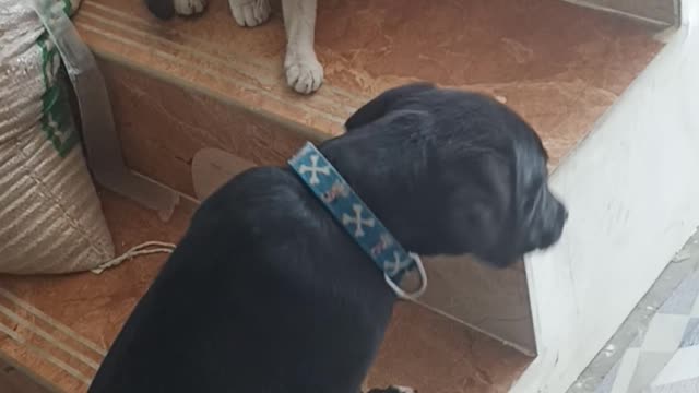 Funny Dog 🐕 and Cat 😺 fight after the breakup- Try not to Lough 😂😂
