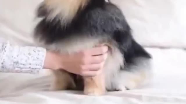 Top Funny Cute Dog Videos and TIKTOK Compilation #short
