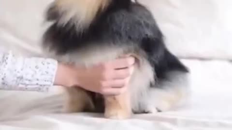 Top Funny Cute Dog Videos and TIKTOK Compilation #short